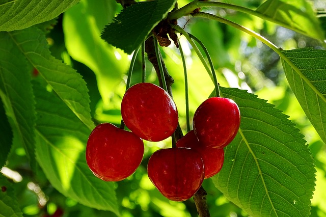 Zasaďte si ty nejatraktivnější ovocné stromky!