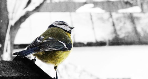Zpříjemněte ptáčkům zimu!