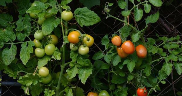 Co potřebují rajčata ke správnému kvetení?